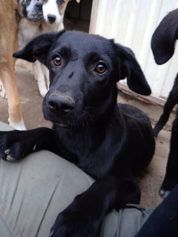 Yennefer, rescue dog available for adoption
