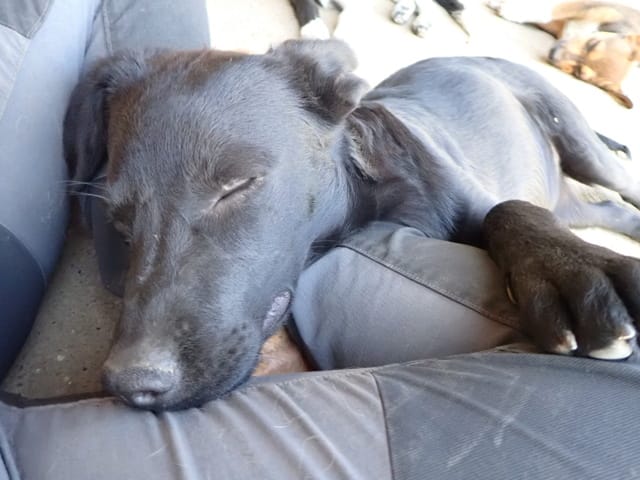 Yennefer, chien à l'adoption
