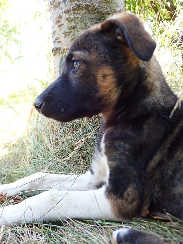 Yliana, rescue dog available for adoption
