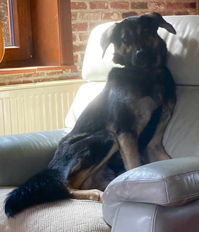 Yocco, chien à l'adoption chez Remember Me France