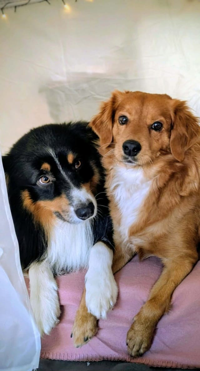 Yoshi, chien à l'adoption chez Remember Me France