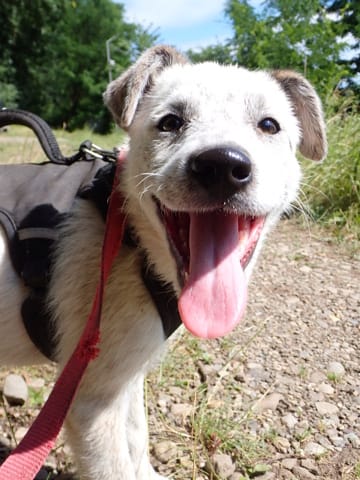 Ysaline, rescue dog available for adoption
