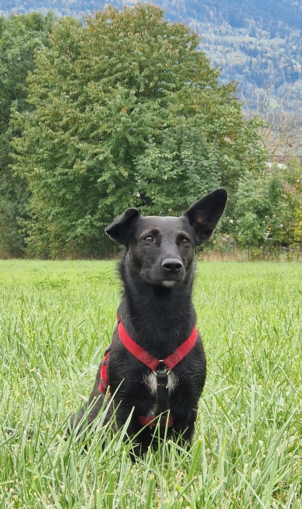 Yuki, chien à l'adoption chez Remember Me France