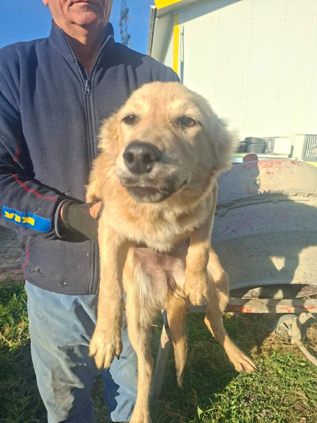 Zafira, dog for adoption at Remember Me France