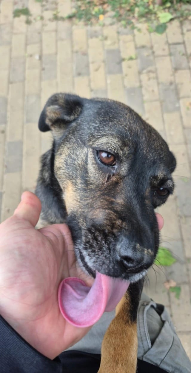 Zelia, rescue dog available for adoption