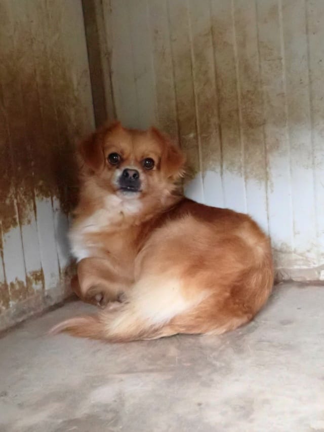 Zigoto, rescue dog available for adoption