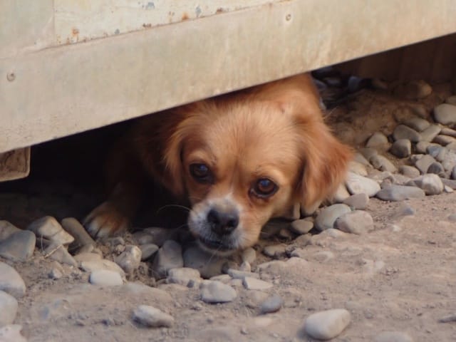 Zigoto, chien à l'adoption