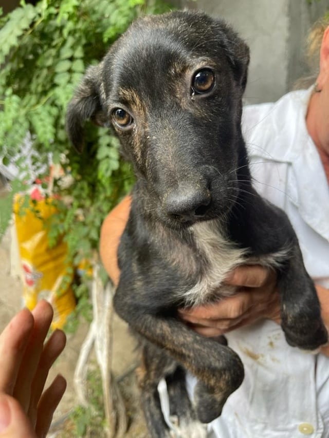 Zora, chien à l'adoption