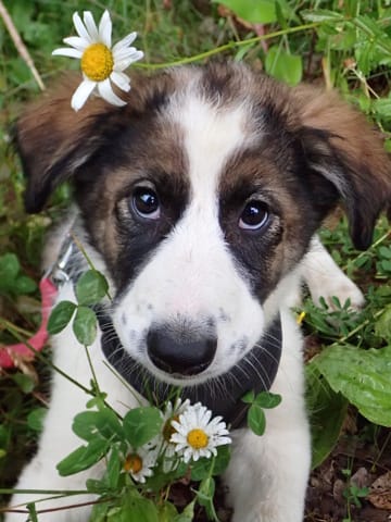Zorina, chien à l'adoption