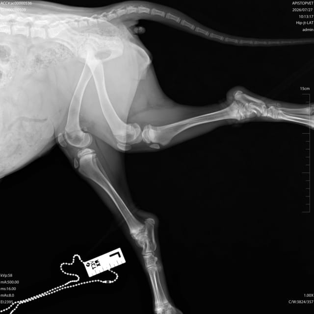Zorina, chien à l'adoption