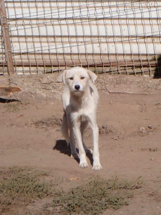 Zoukia, chien à l'adoption