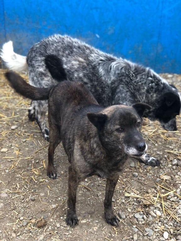 Zuzu, chien à l'adoption