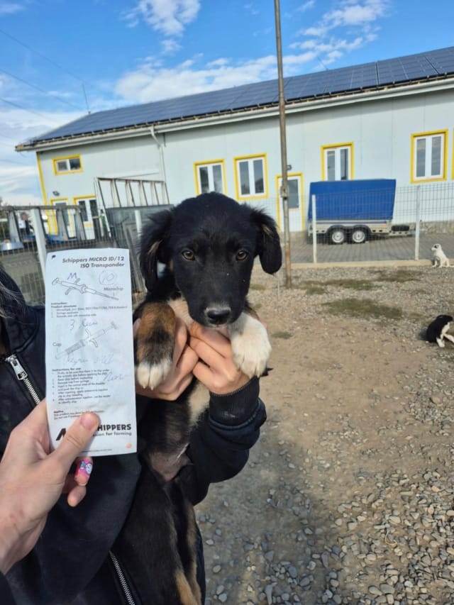 Zvenn, chien à l'adoption