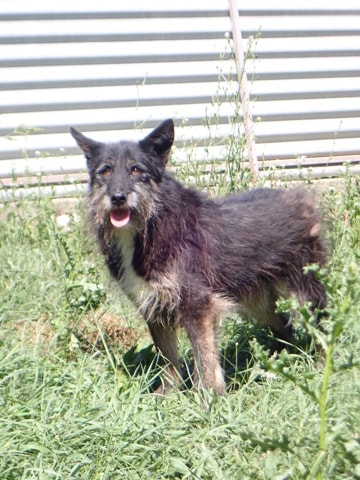 Abel, dog for adoption at Remember Me France
