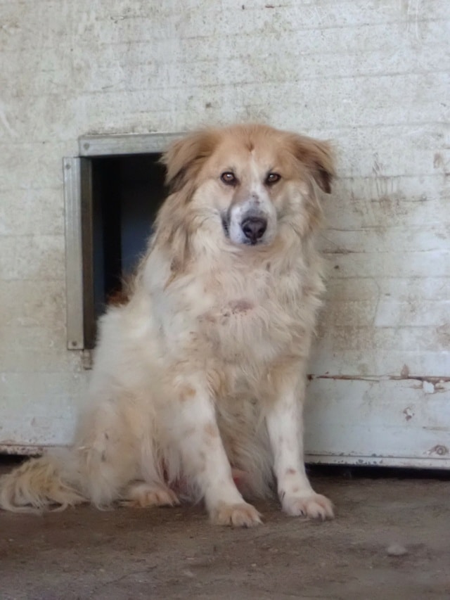 Adamant, chien à l'adoption chez Remember Me France