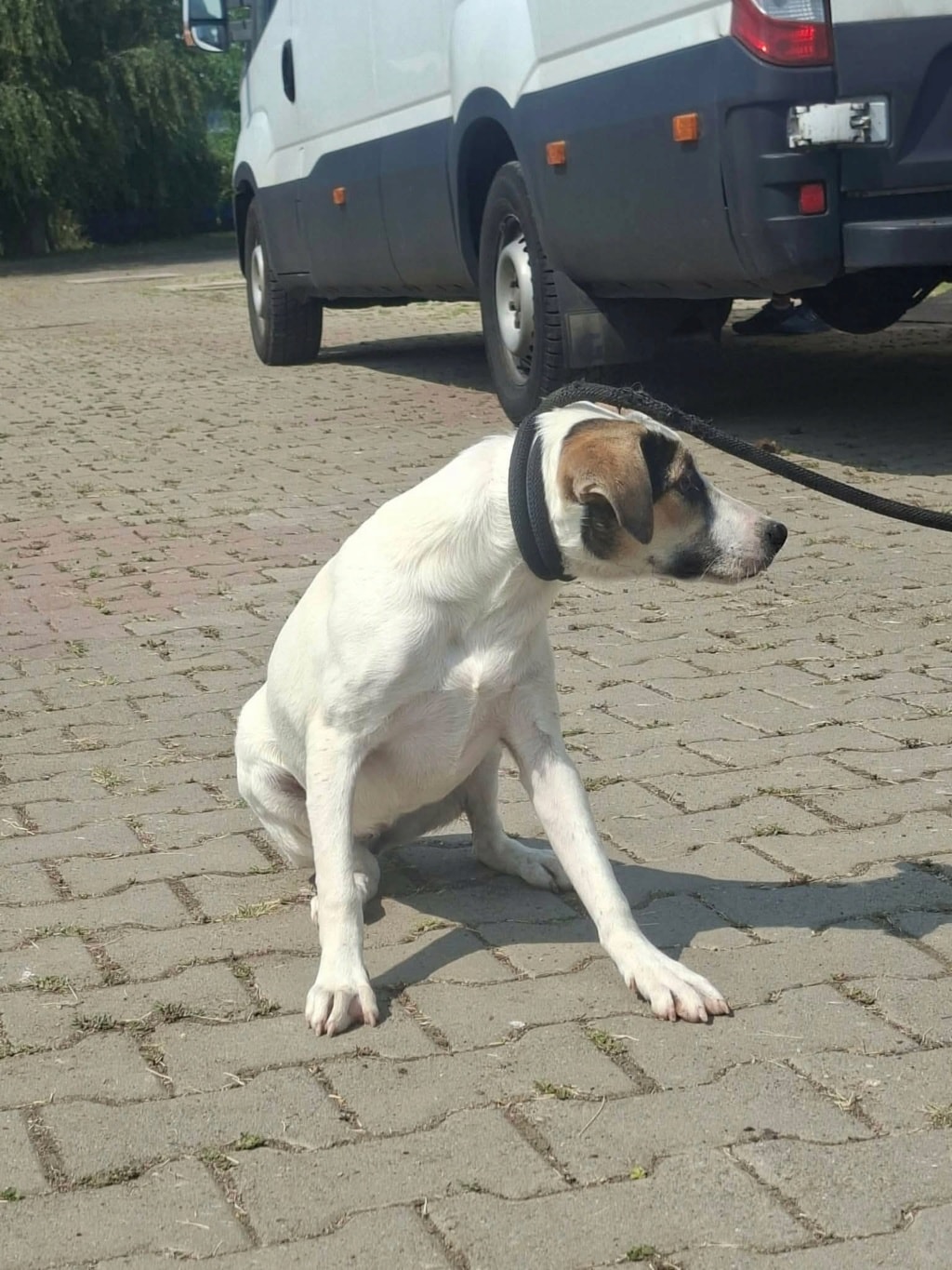 Addison, chien à l'adoption chez Remember Me France