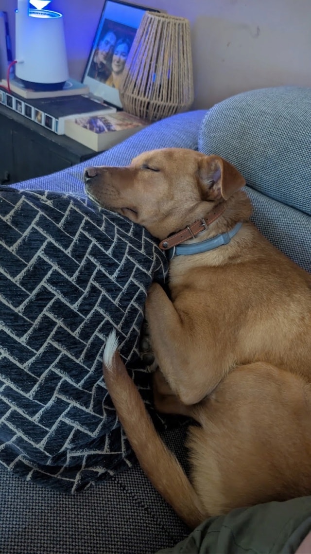 Aelys, chien à l'adoption chez Remember Me France