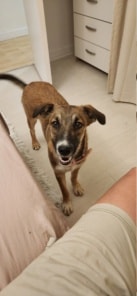 Akira, chien à l'adoption chez Remember Me France