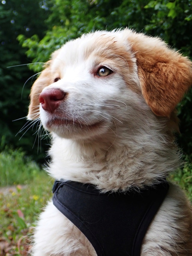 Alaskaïa, chien à l'adoption chez Remember Me France