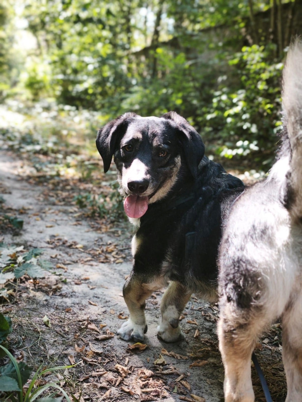 Alastor, chien à l'adoption chez Remember Me France