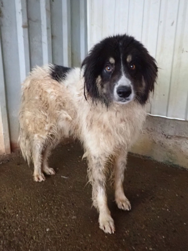 Alfred, dog for adoption at Remember Me France