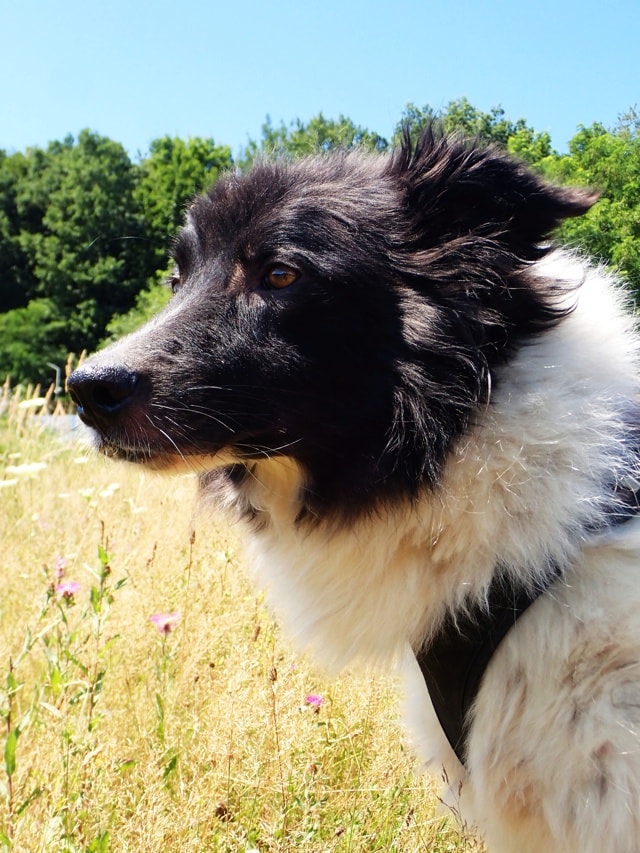 Alphabet, chien à l'adoption chez Remember Me France