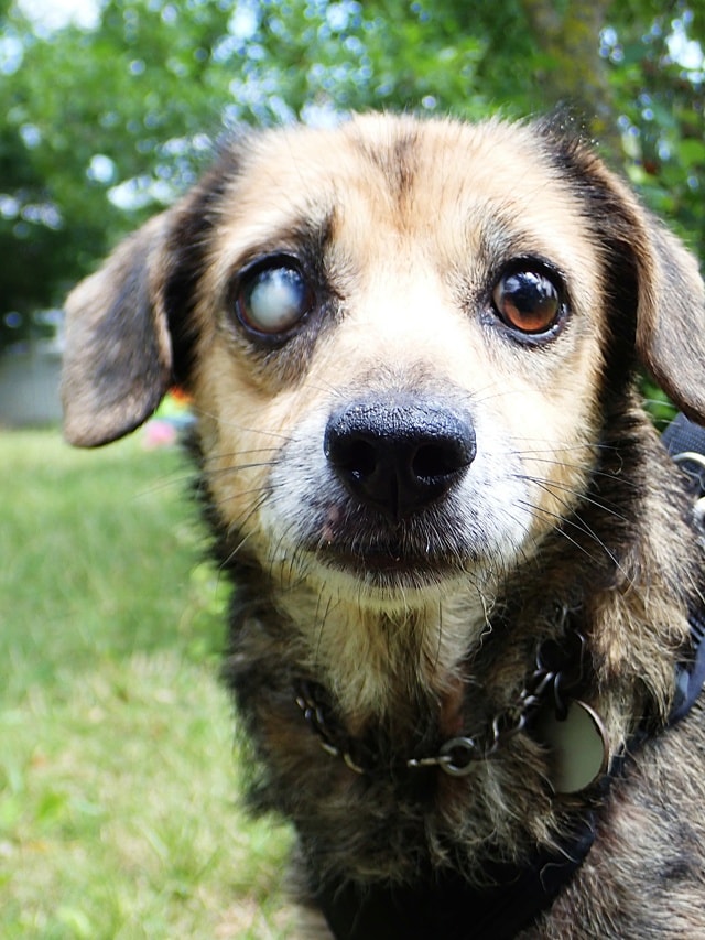 Althea, chien à l'adoption chez Remember Me France