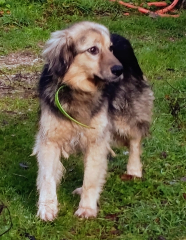 Amazone, chien à l'adoption chez Remember Me France