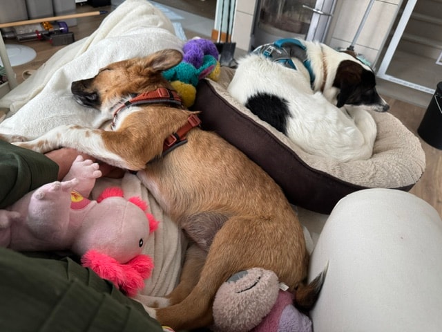 Amelia, chien à l'adoption chez Remember Me France