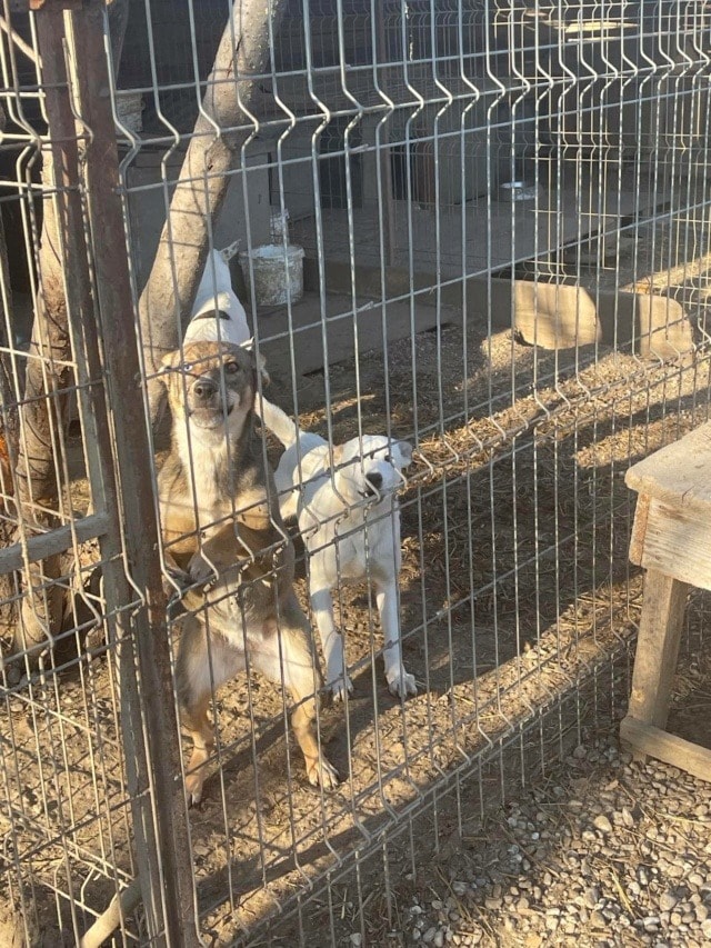 America, chien à l'adoption chez Remember Me France