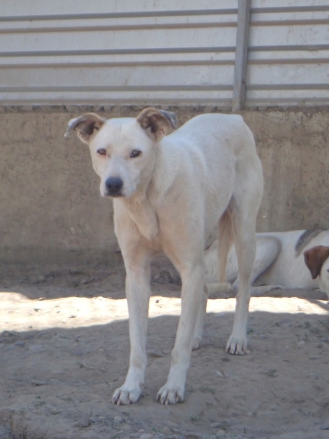 America, chien à l'adoption chez Remember Me France