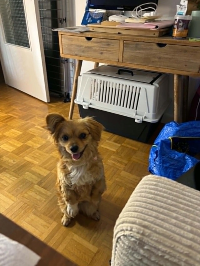 Ancolie, chien à l'adoption chez Remember Me France