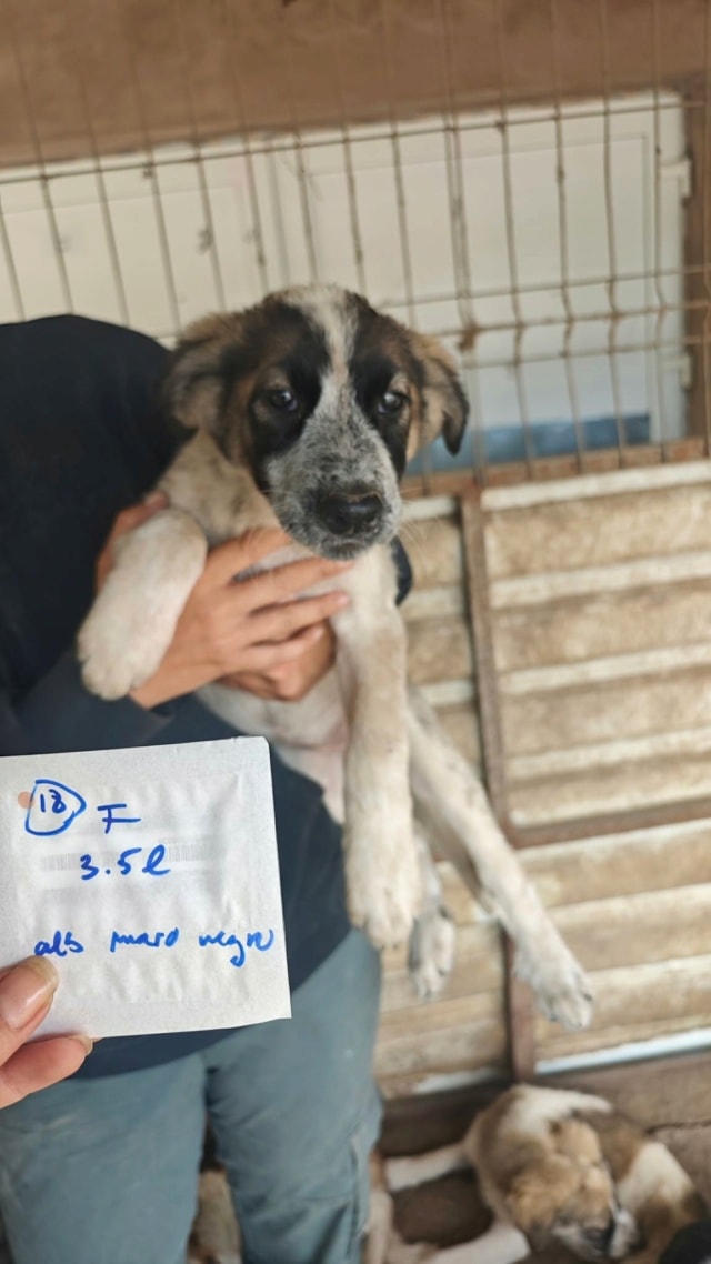 Anouska, chien à l'adoption chez Remember Me France