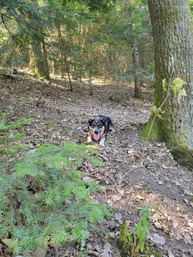 Archibald, chien à l'adoption chez Remember Me France