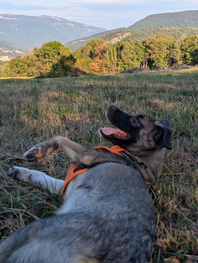 Argos, chien à l'adoption chez Remember Me France