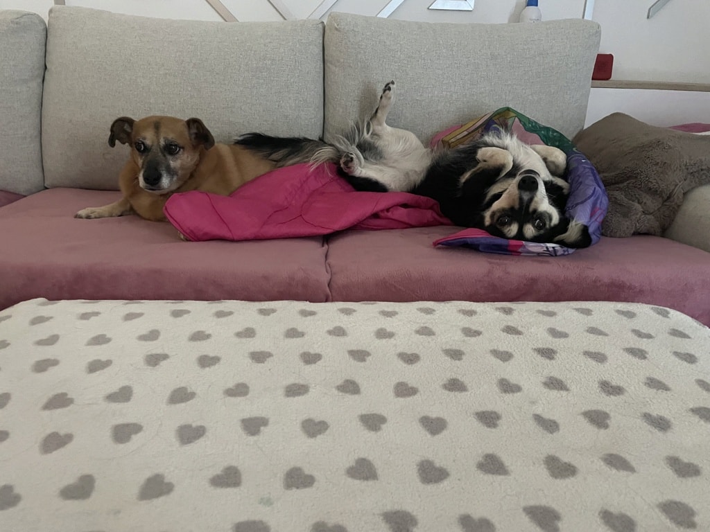 Artea, chien à l'adoption chez Remember Me France