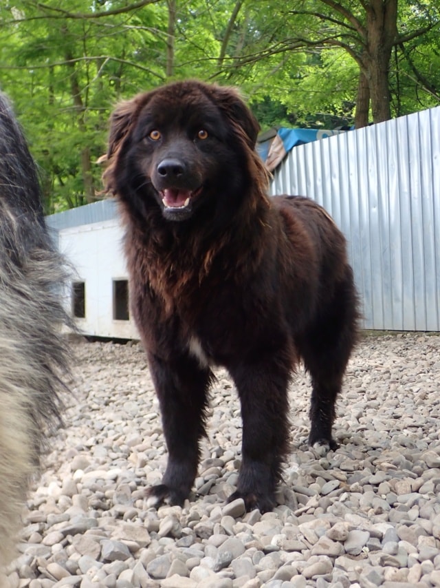 Articho, chien à l'adoption chez Remember Me France
