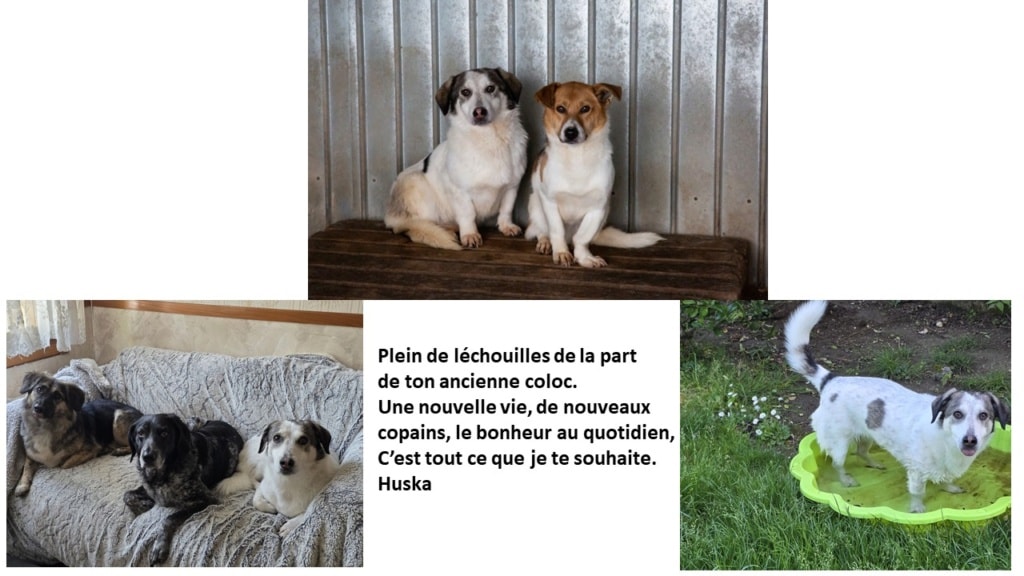 Arturo, chien à l'adoption chez Remember Me France