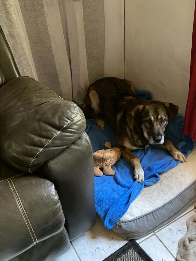 Aston, chien sauvé par Remember Me France
