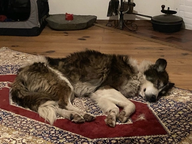Atlan, chien à l'adoption chez Remember Me France