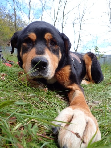 Attikus, chien à l'adoption chez Remember Me France
