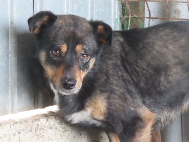 Aubépine, chien à l'adoption chez Remember Me France