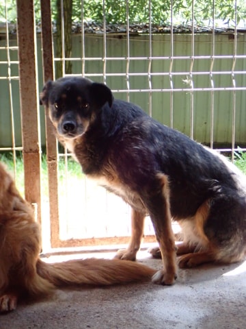 Photo de Aubepine, à l'adoption