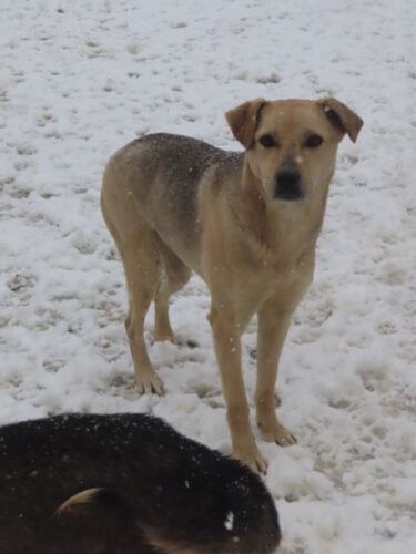 Augustine, chien à l'adoption chez Remember Me France