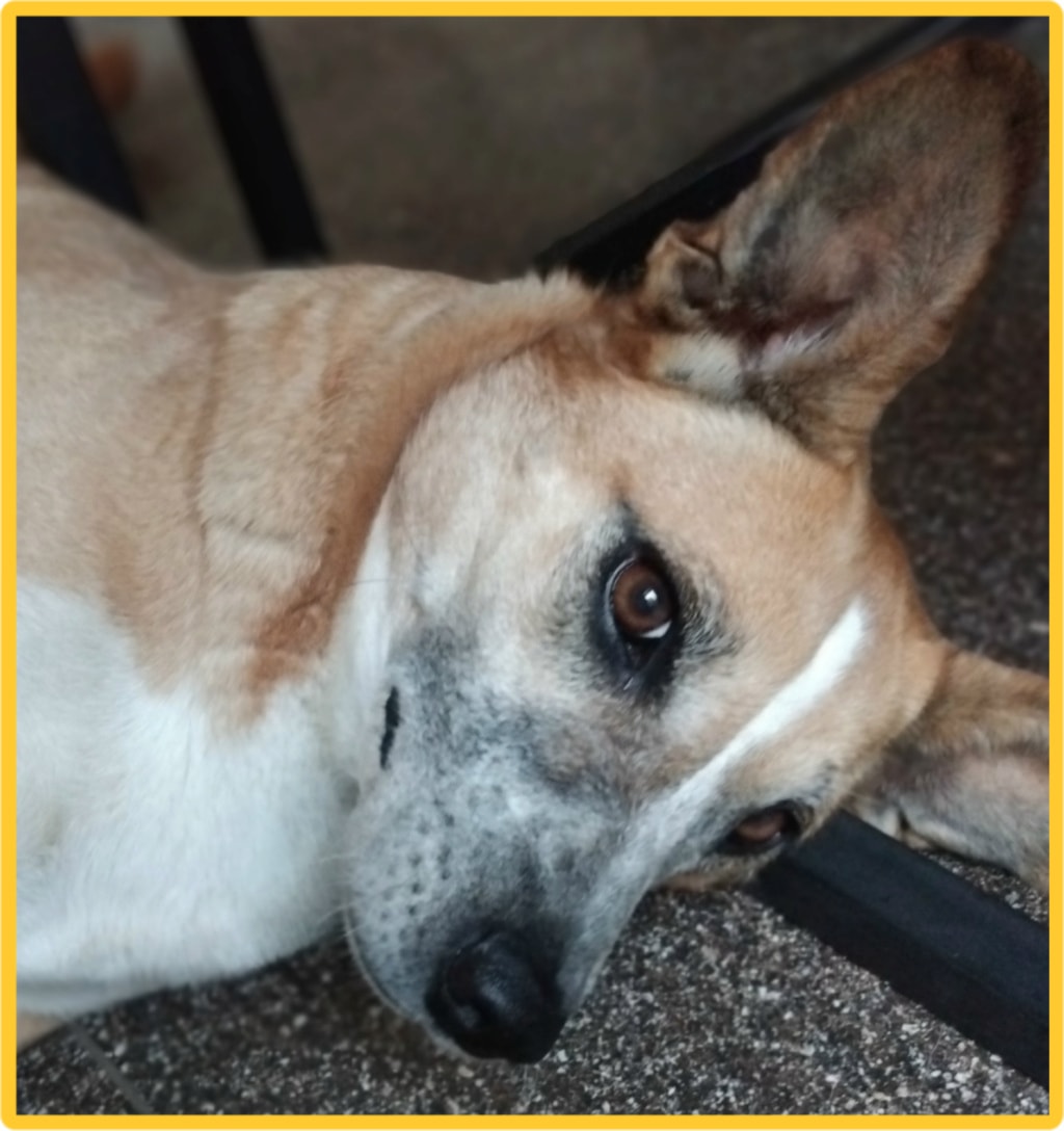 Babka, chien à l'adoption chez Remember Me France