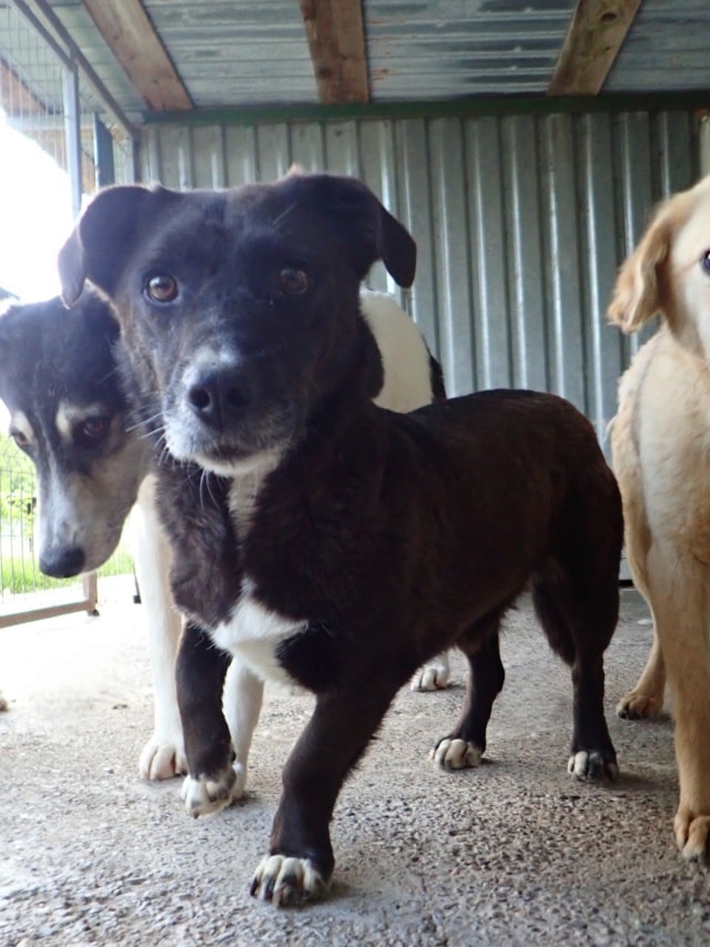 Babouche, chien à l'adoption chez Remember Me France