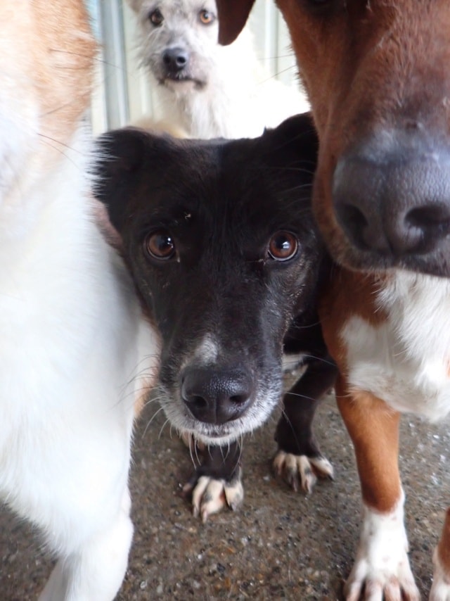 Babouche, chien à l'adoption chez Remember Me France