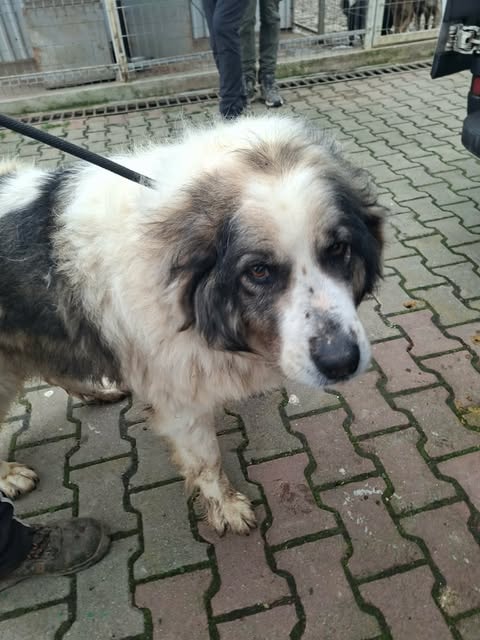 Baïkal, dog for adoption at Remember Me France