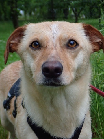 Baklava, dog for adoption at Remember Me France