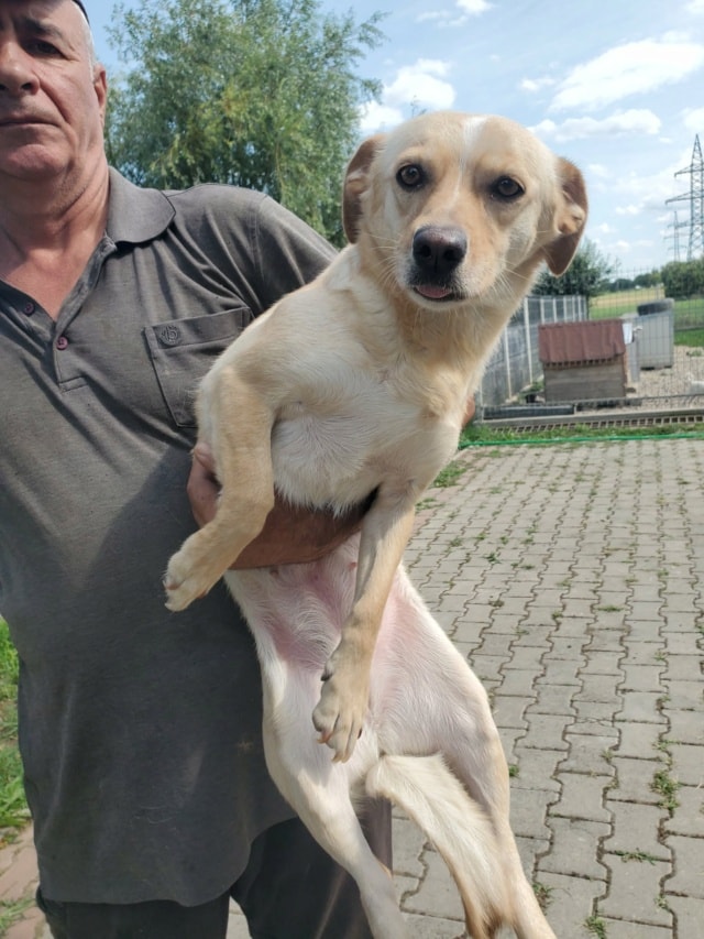 Baklava, chien à l'adoption chez Remember Me France
